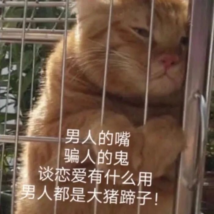 表情包 – 高清 GIF表情包 开放版权素材 免费下载 聊天斗图素材-iPhone17-1