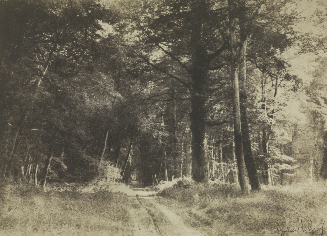 Pathway in the Forest of Fontainebleau – 无版权可商用素材-iPhone17-1
