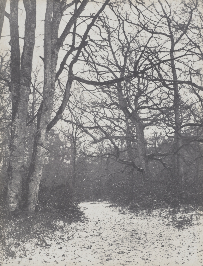 Road in the Forest – 无版权可商用素材-iPhone17-1