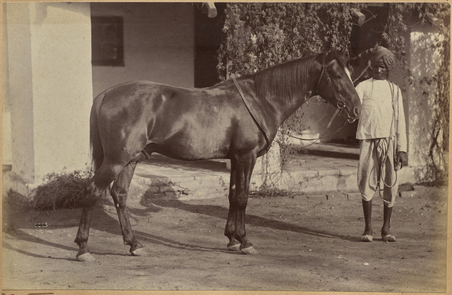 Captain Bailward’s horses (recto, bottom) – 高清 桌面壁纸 无版权可商用