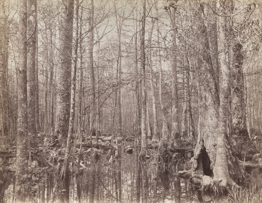 Great Dismal Swamp, Virginia – 高清 桌面壁纸 无版权可商用素材 免费下载 手机电脑通
