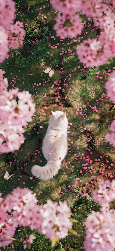 灵感壁纸