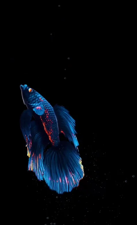 梦幻灵动斗鱼·蓝红鳞纹飘逸尾鳍·暗黑唯美动态手机壁纸