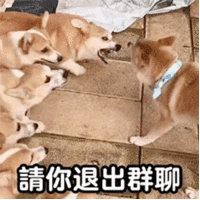 表情包 – 高清 GIF表情包 开放版权素材 免费下载 聊天斗图素材