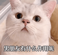 表情包 – 高清 GIF表情包 开放版权素材 免费下载 聊天斗图素材